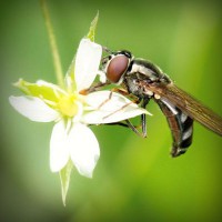 /album/kerteszkedes/photolia-a02-jpg/