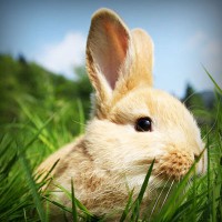 /album/kerteszkedes/photolia-a03-jpg/